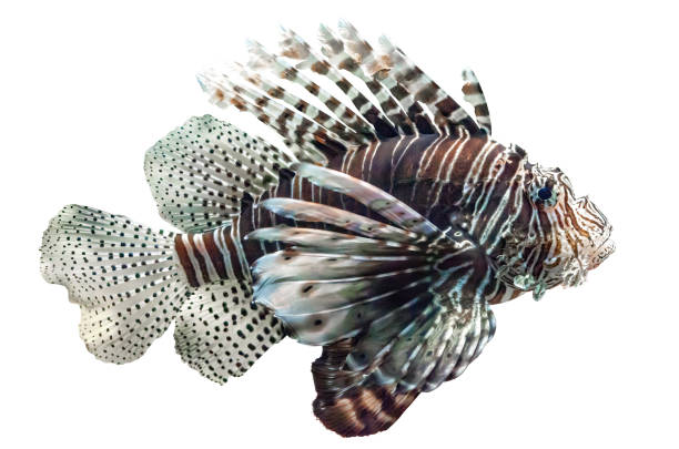 Devil firefish isolated on white background. Pterois miles tropical fish cut out icon, side view