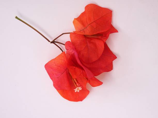istock Isolated red bougainvillea flower 1662864656