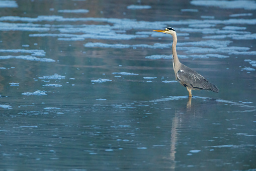 A Gray Heron in the wetlands