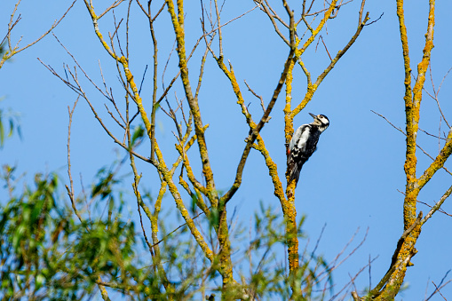 A great spotted woodpecker in the wild