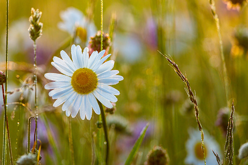 A Daisy flower on a meadow