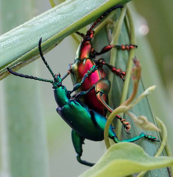 istock Macro of two iridescent insects breeding on a green leaf 1662872663