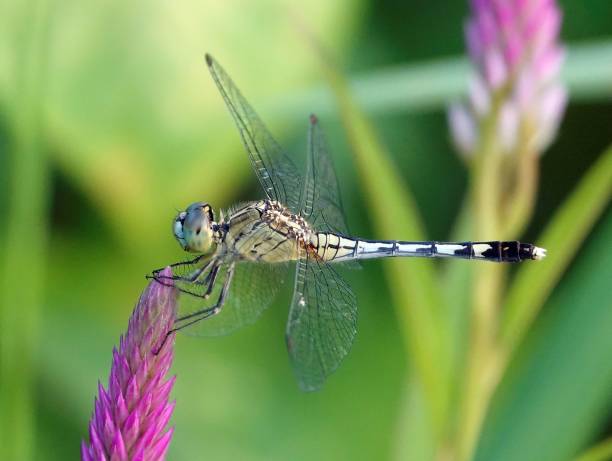 istock Macro of a dragonfly perched on a purple flower 1662872667
