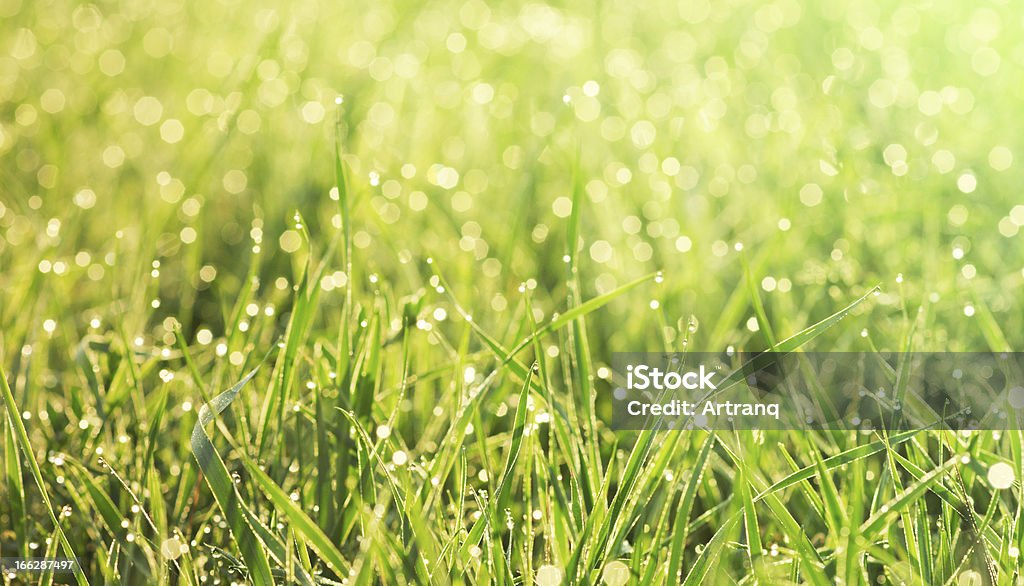 grass in the morning dew close-up a grass in the morning dew close-up Abstract Stock Photo
