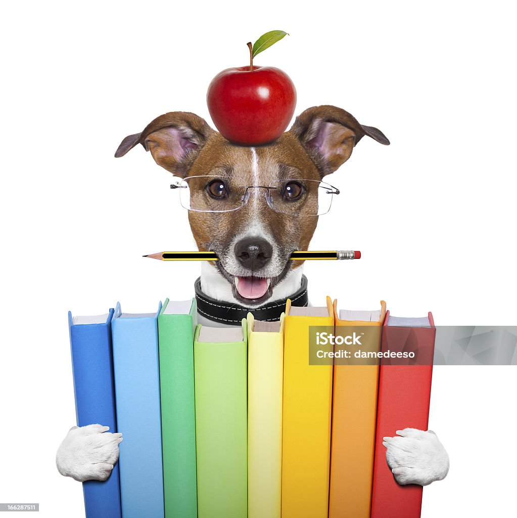 school dog dog going to school with books pencil and apple Dog Stock Photo