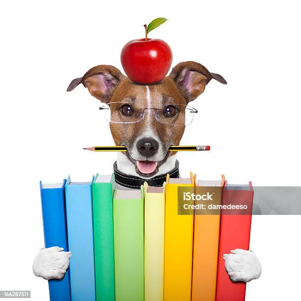 School Dog Stock Photo - Download Image Now - Dog, Education Training Class, Education