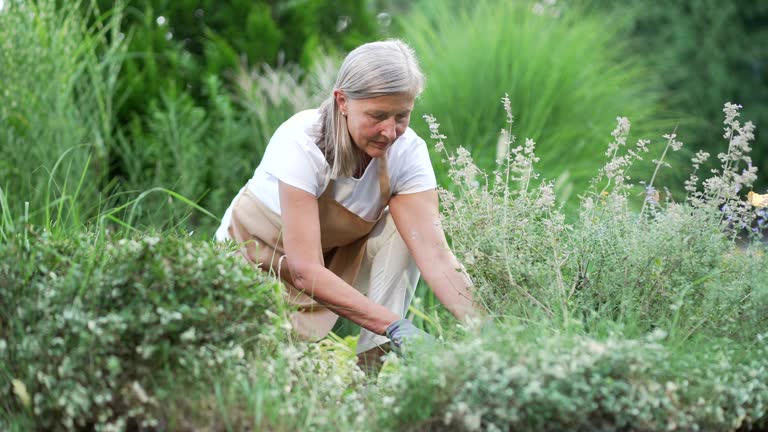 Senior gray haired woman is working on a flower garden in the backyard.