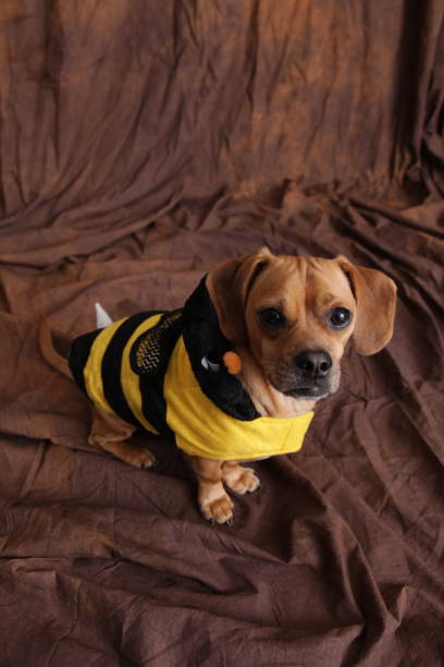 istock Dauchound in Bumblebee costume looking at the camera and posing against backdrop. 1662886753