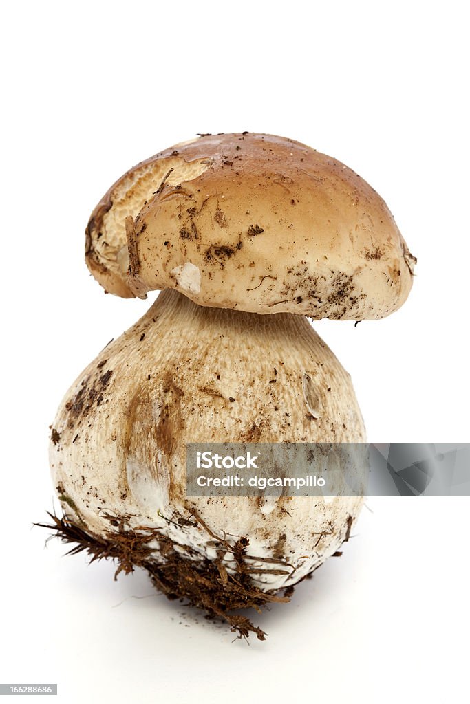 Boletus edulis na białym tle - Zbiór zdjęć royalty-free (Biały)