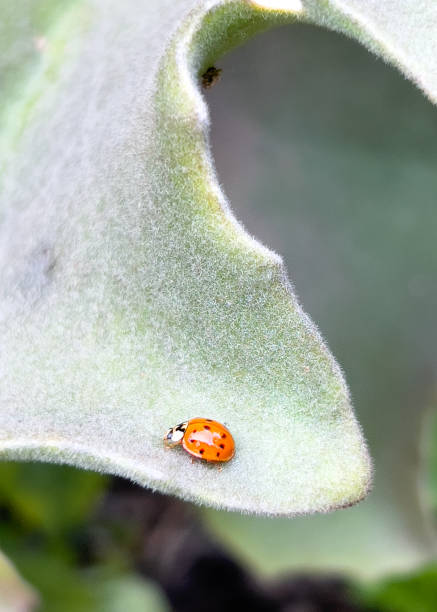 istock Ladybug's Secret World: A Splash of Red on Emerald 1662887874