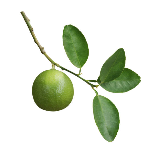 istock Green lime a citrus fruit with lime leaves on tree branch twig isolated on white background, clipping path included 1662889616