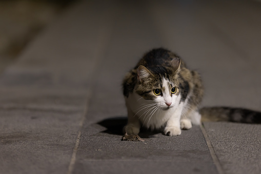 Stray cat is catching little mouse on the street.