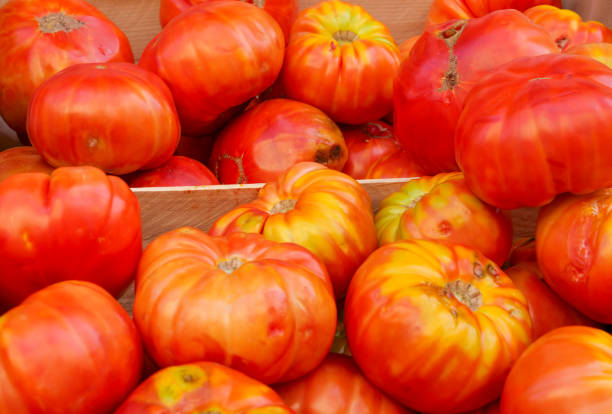 istock fresh organic beef tomatoes at  market place 1662893754