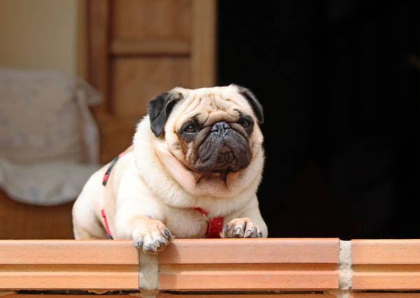 Pug face