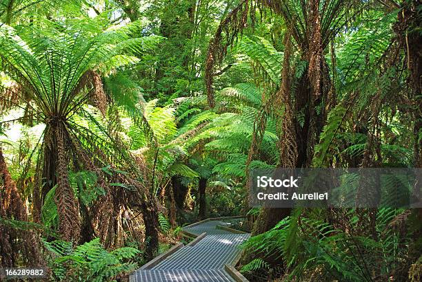 Park Narodowy Otways - zdjęcia stockowe i więcej obrazów Australia - Australia, Bez ludzi, Drzewo