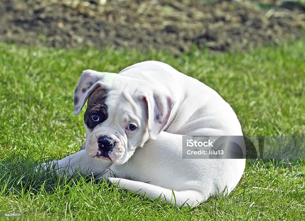 Pequena cachorrinho - Royalty-free Buldogue americano Foto de stock