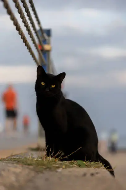 Photo of Black stray cat.