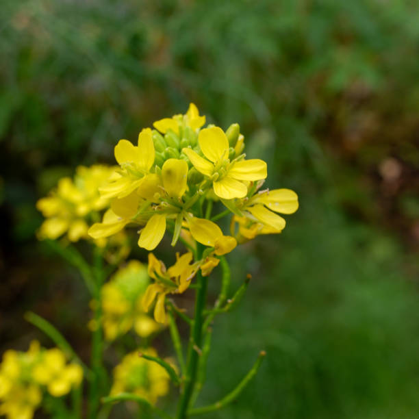 la senape dei fiori gialli - mustard ground yellow spice foto e immagini stock