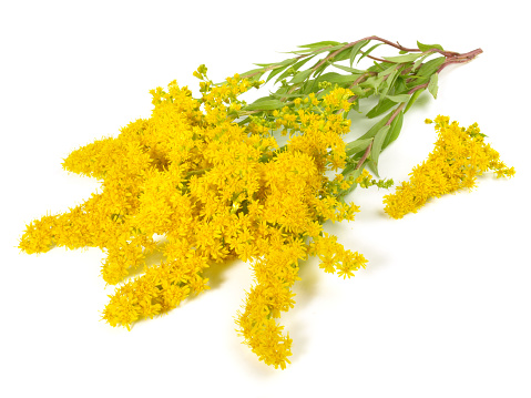 Bright yellow Australian acacia flowers
