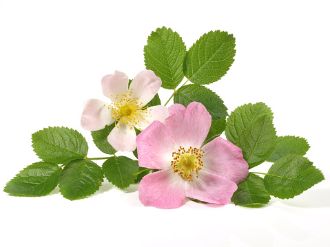 Fresh Rosehip Blossom - Healthy Nutrition on white Background
