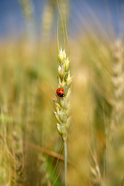 marienkäfer auf die ohren - ladybug wheat nature insect stock-fotos und bilder