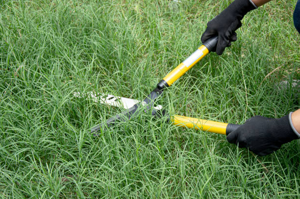 istock A farmer uses scissors to cut the grass on the ground. 1662918904