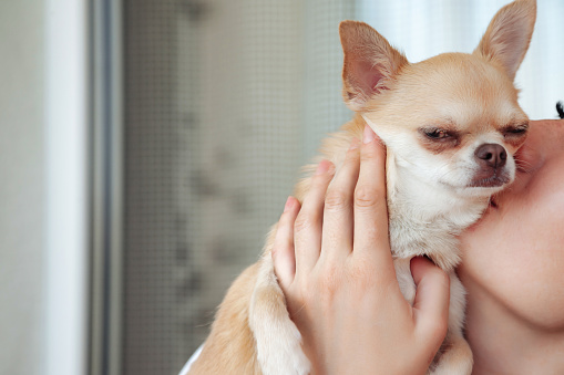 Middle aged pretty lady kissing her funny doggy Chihuahua in apartment indoors. Close-up of Chihuahua dog in hands of adult woman at home. Concept of pet love and family friendship. Copy ad text space