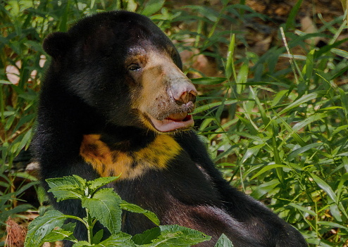 Malayan Sun bear (Helarctos malayanus), the smallest bear in the world in \