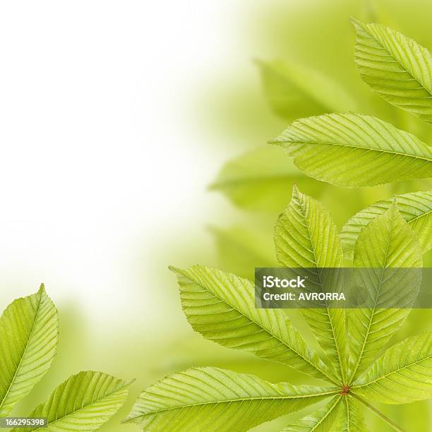 Beautiful Green Chestnut Leaves Stock Photo - Download Image Now - Backgrounds, Botany, Branch - Plant Part