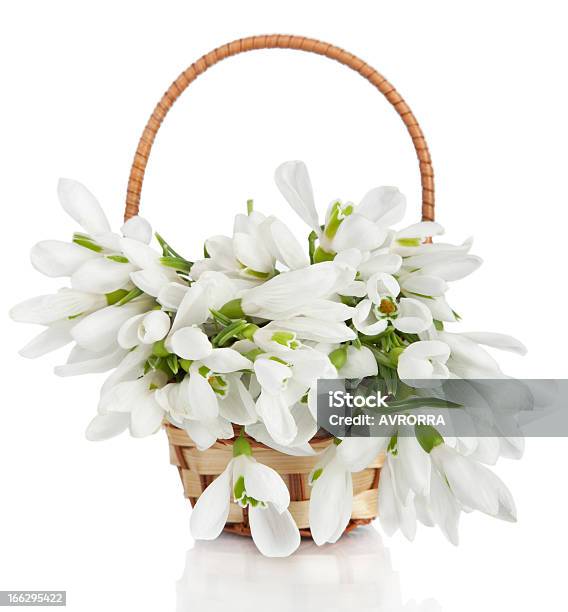 Bouquet Von Galanthus Blumen Im Korb Isoliert Stockfoto und mehr Bilder von Baumblüte - Baumblüte, Blatt - Pflanzenbestandteile, Blume