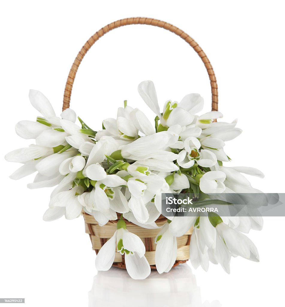 Bouquet de Perce-neige fleurs dans un panier isolé - Photo de Arbre en fleurs libre de droits