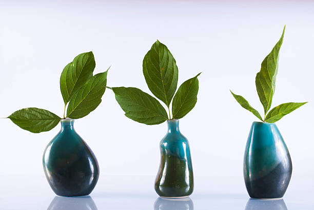 leaf in a vase stock photo