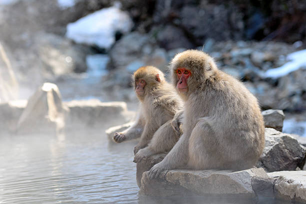 Japanese macaque mother and child