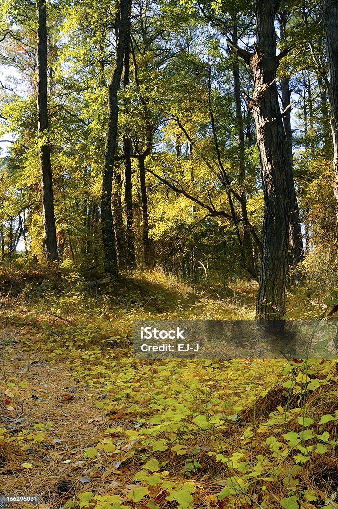 Wald im Herbst - Lizenzfrei Abgeschiedenheit Stock-Foto