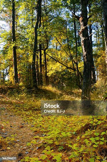 Las Jesienią - zdjęcia stockowe i więcej obrazów Bez ludzi - Bez ludzi, Bór sosnowy, Drzewo