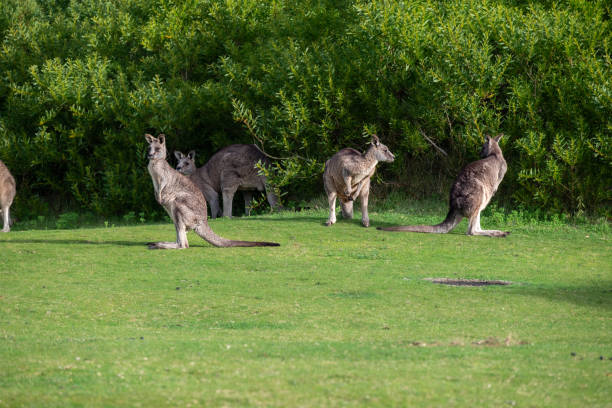 istock Wild kangaroos looking and eating in a meadow 1662961572
