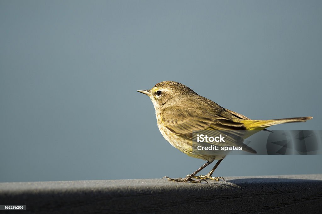 Mariquita-de-asa-amarela (Setophaga coronata) - Foto de stock de Amarelo royalty-free