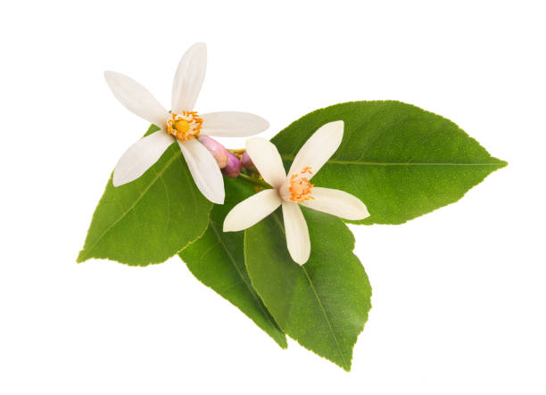 istock Orange blossom flowers 1662965409