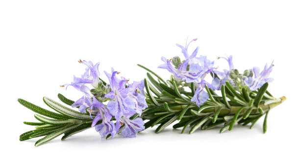 istock Rosemary sprig  in  flower 1662967515