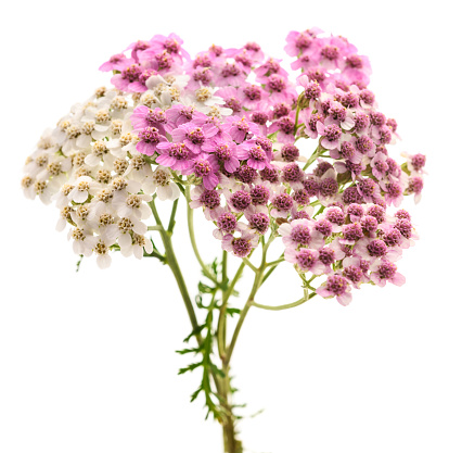 Pink and white  yarrow flowers isolated  on  white background