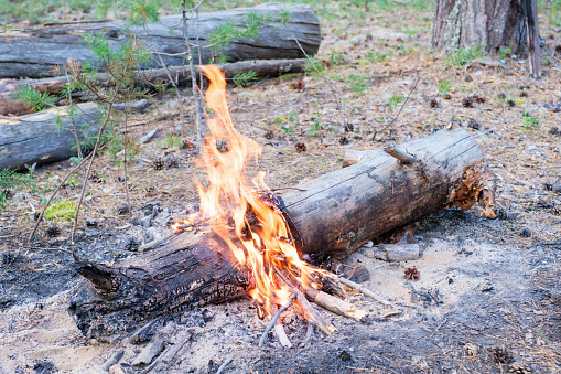 Burning fire in a pine forest close up.