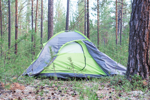 Green tent in the forest among pine trees, camping concept.