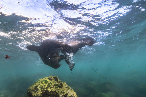 Wildlife with Sea Lion in the Pacific Ocean