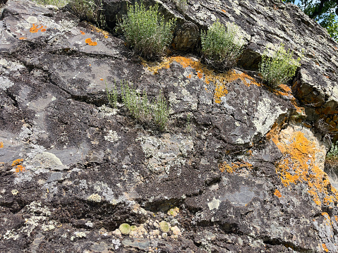 Moss and lichen on rocks in the Altai Mountains.