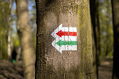 An isolated tree trunk with a painted two arrows on it showing direction among undergrowth and other trees with lush green foliage. Hiking trail sign