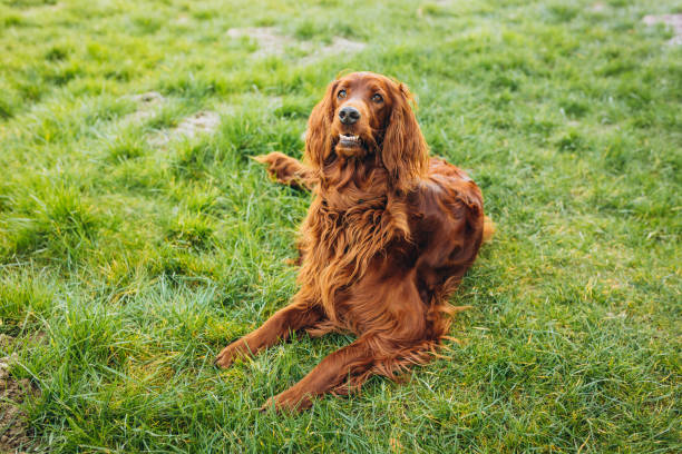 istock Beautiful Irish Setter dog is lying in grass. Domestic animals concept. 1663008577