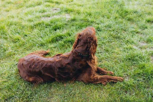 istock Beautiful Irish Setter dog is lying in grass. Domestic animals concept 1663008613