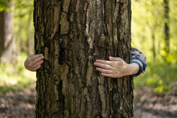 istock Closeup hands of woman hugging tree in forest, Nature conservation, environmental protection. 1663008864