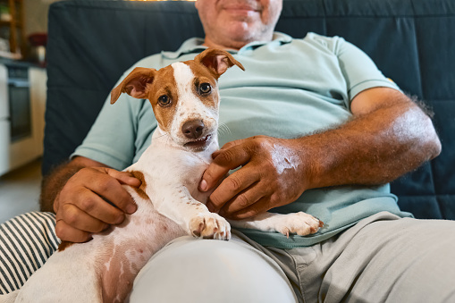 Funny Jack Russell terrier puppy sitting on the lap of middle-aged man and showing the teeths. Funny small white and brown dog spending time with owner at home. Dog education.