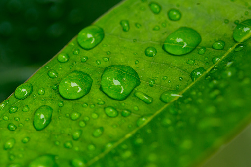 Large beautiful drops of transparent rain water on a green leaf macro.Beautiful leaf texture in nature. Natural background